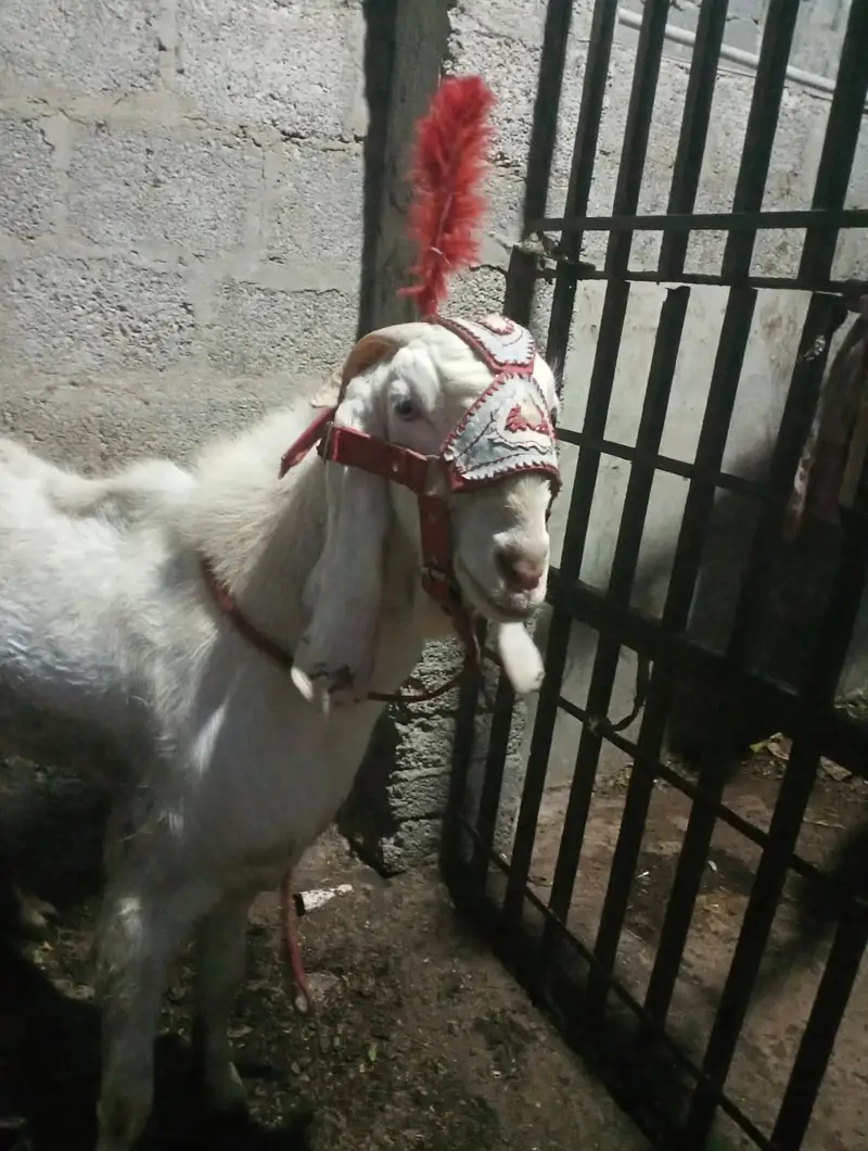 gulabi sai wal — photo 2