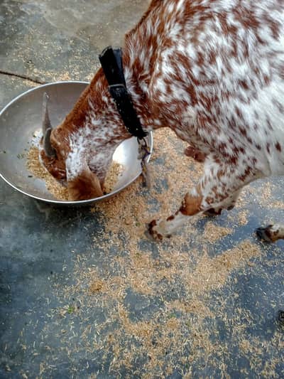 White and brown