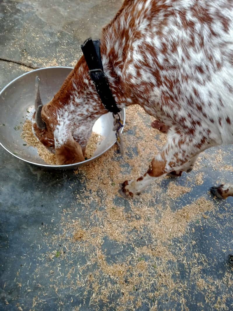 White and brown 0