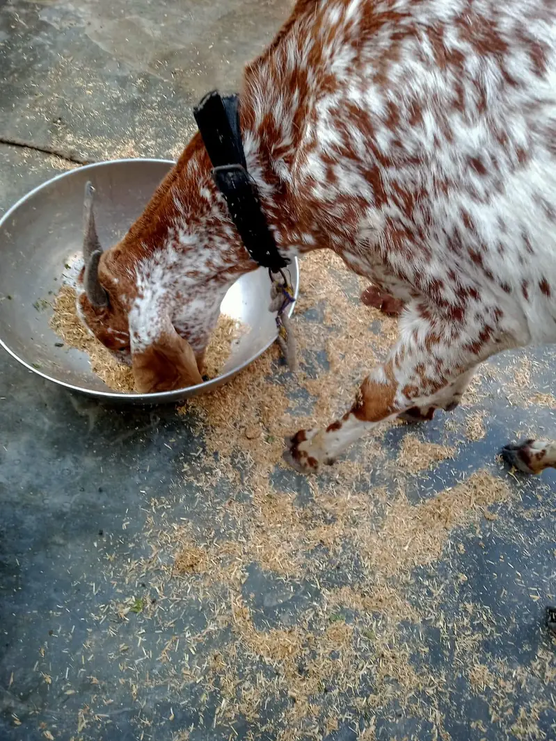 White and brown