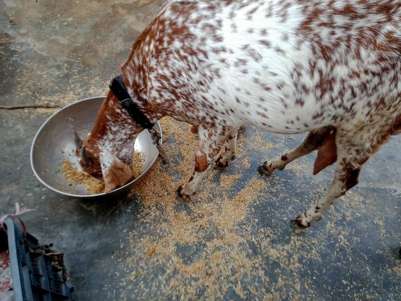 White and brown 1