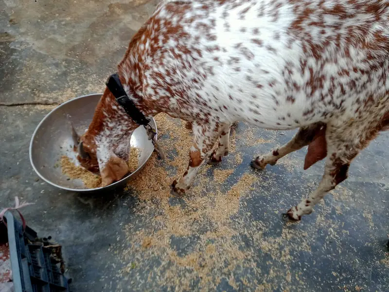 White and brown — photo 2