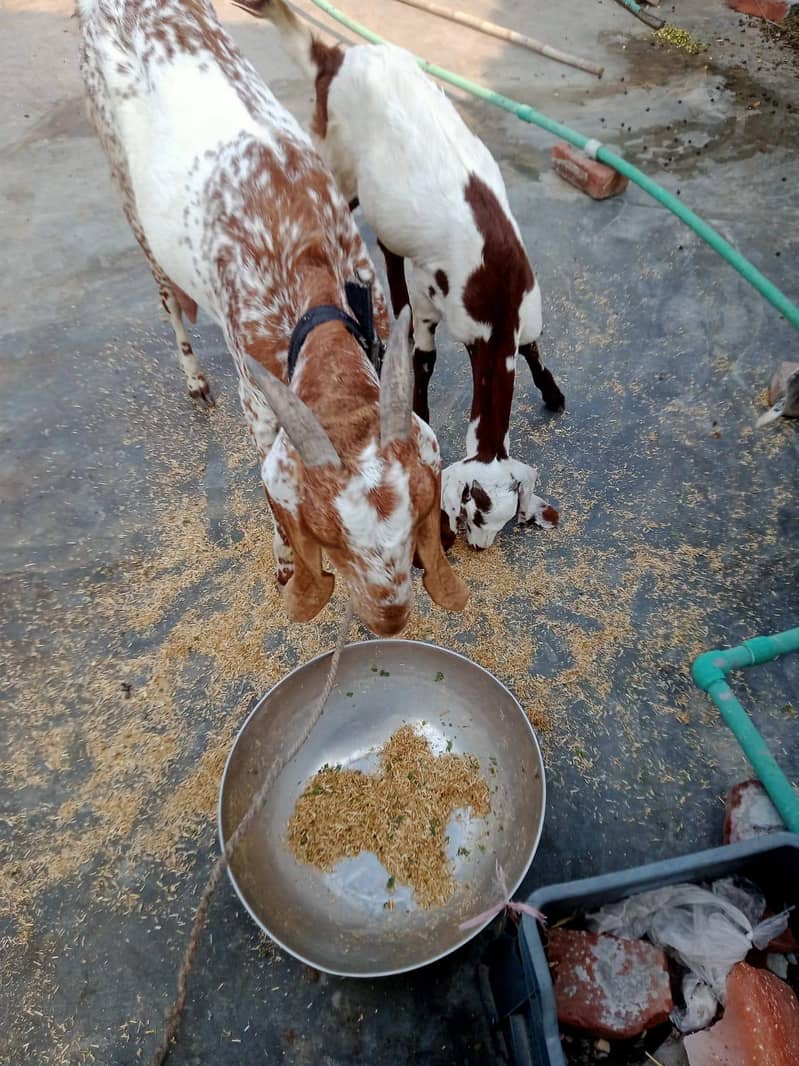 White and brown 2