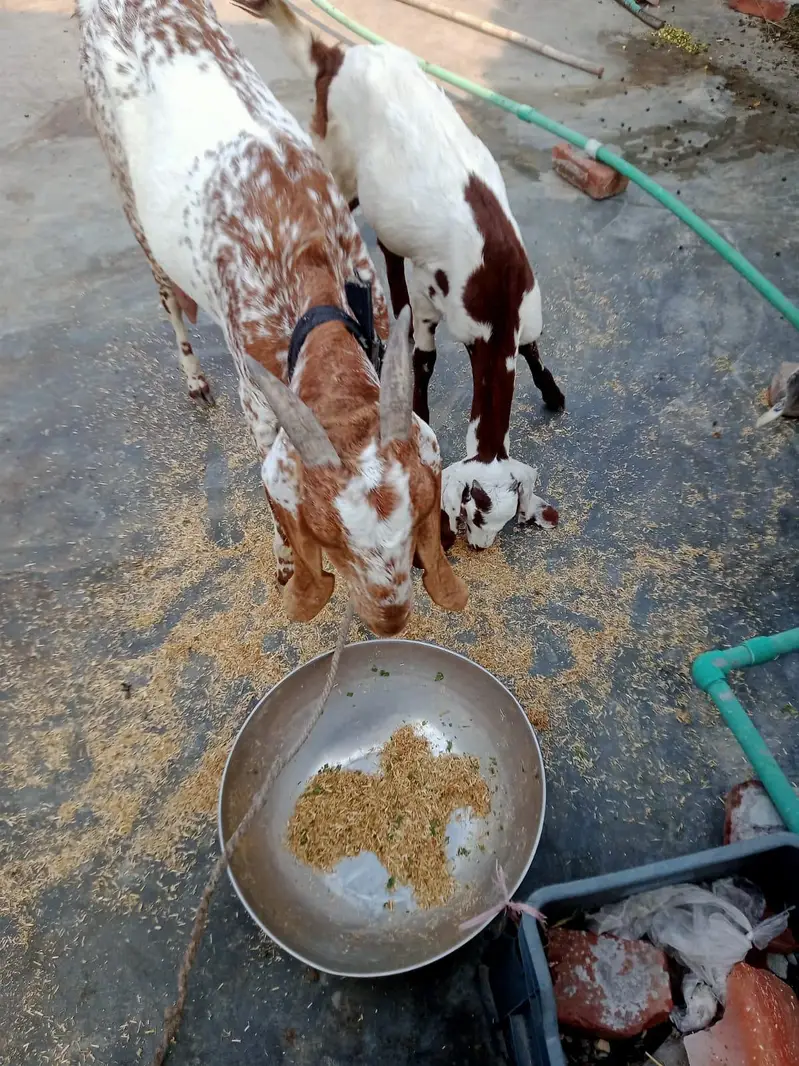 White and brown — photo 3
