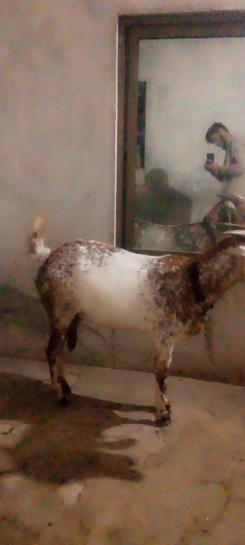 White and brown 3