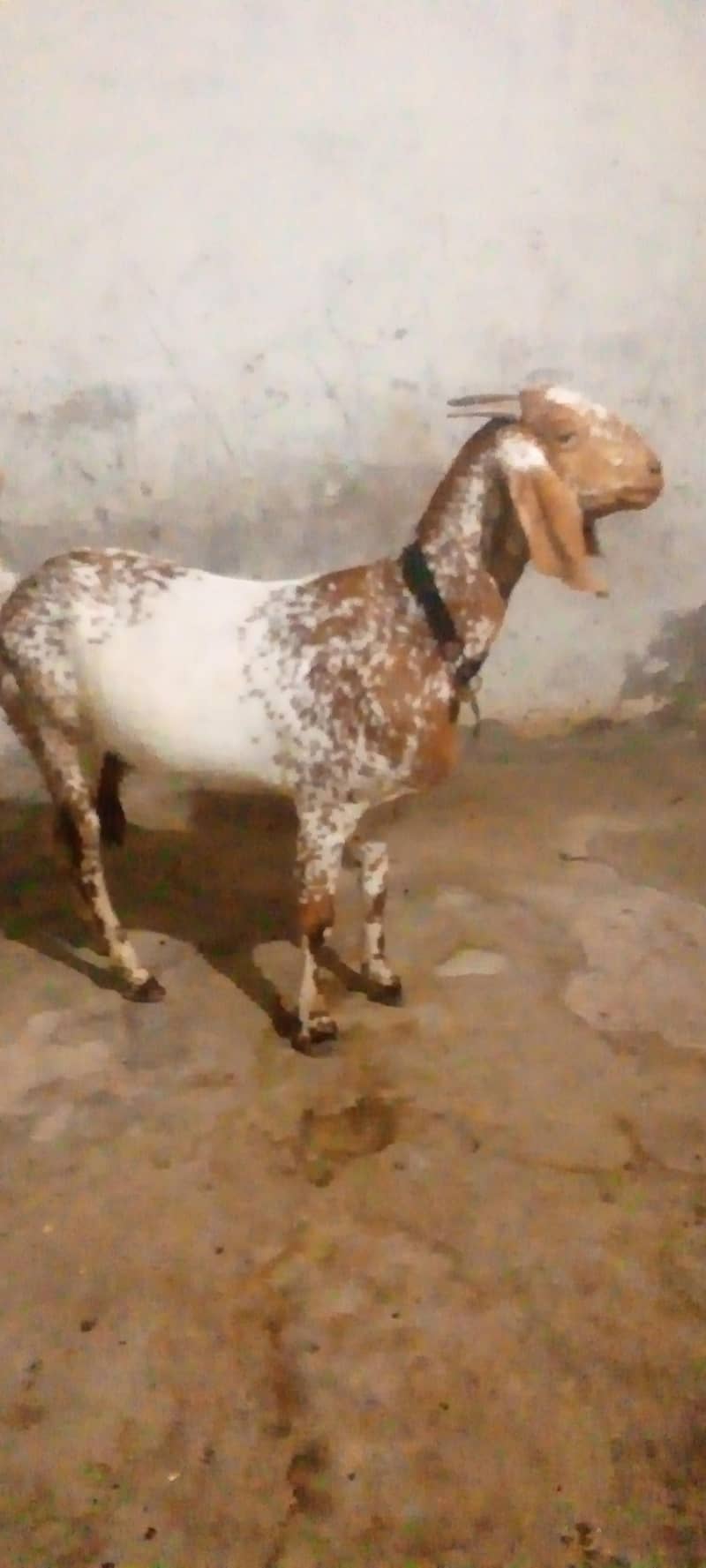 White and brown 4