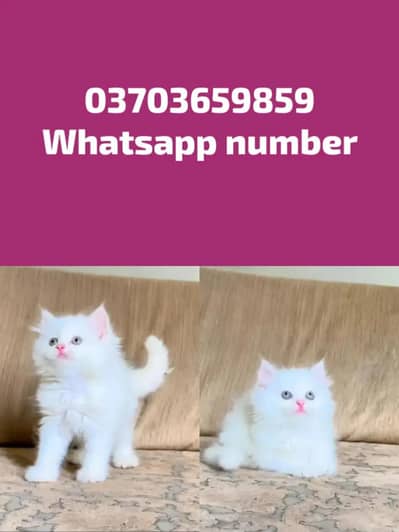 Persian Female kitten for sale