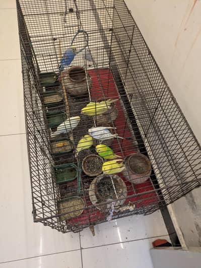 4 pairs Australian Parrot for sale in Rawalpindi