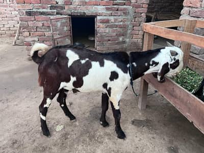 Bakra for sale