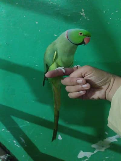 green Ringneck talking and hand them