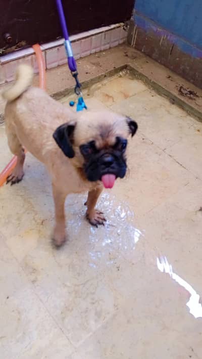 male pug vaccinated for sale