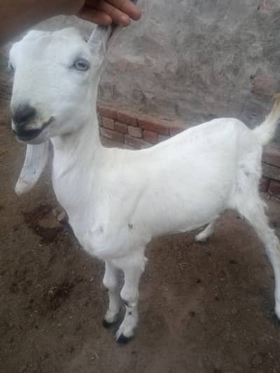 2 goats for sale demand 55k