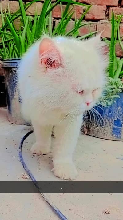 persian cat