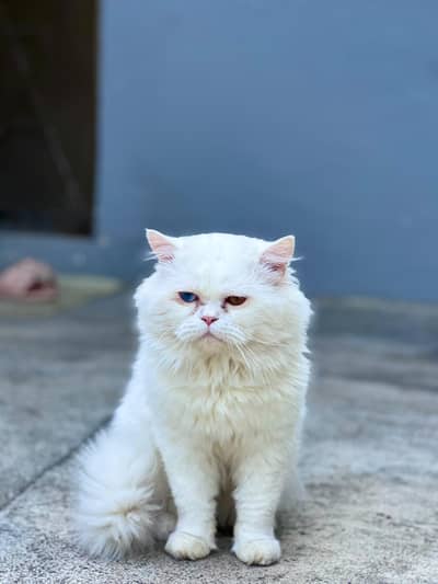 Persian Odd Eye Litter Tamed Male Cat