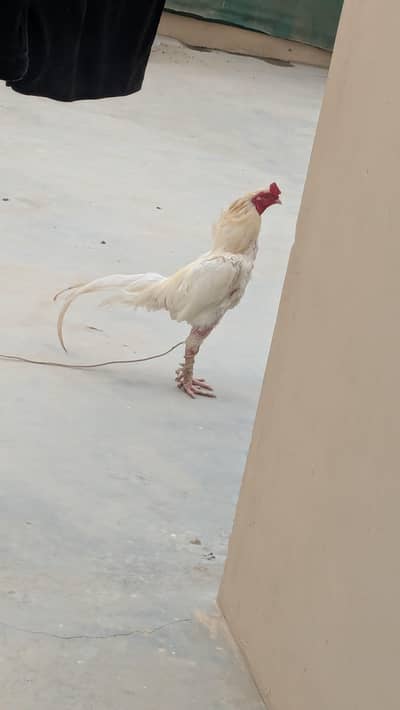 Aseel heera breeder pair.
