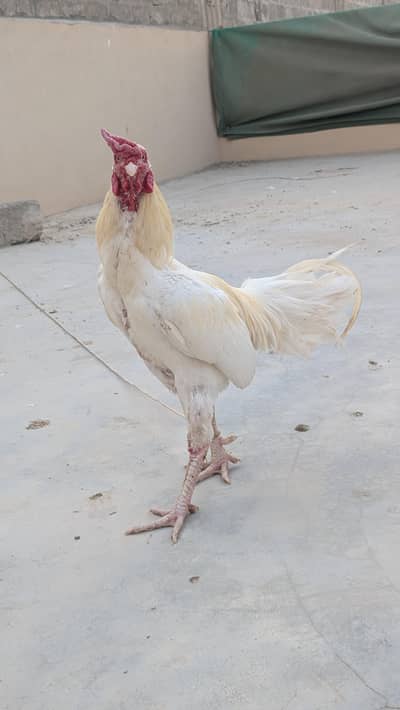 Aseel heera breeder pair.