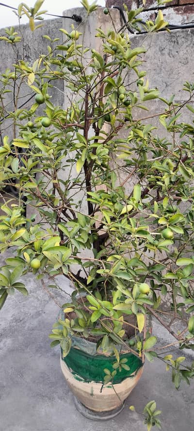 plants