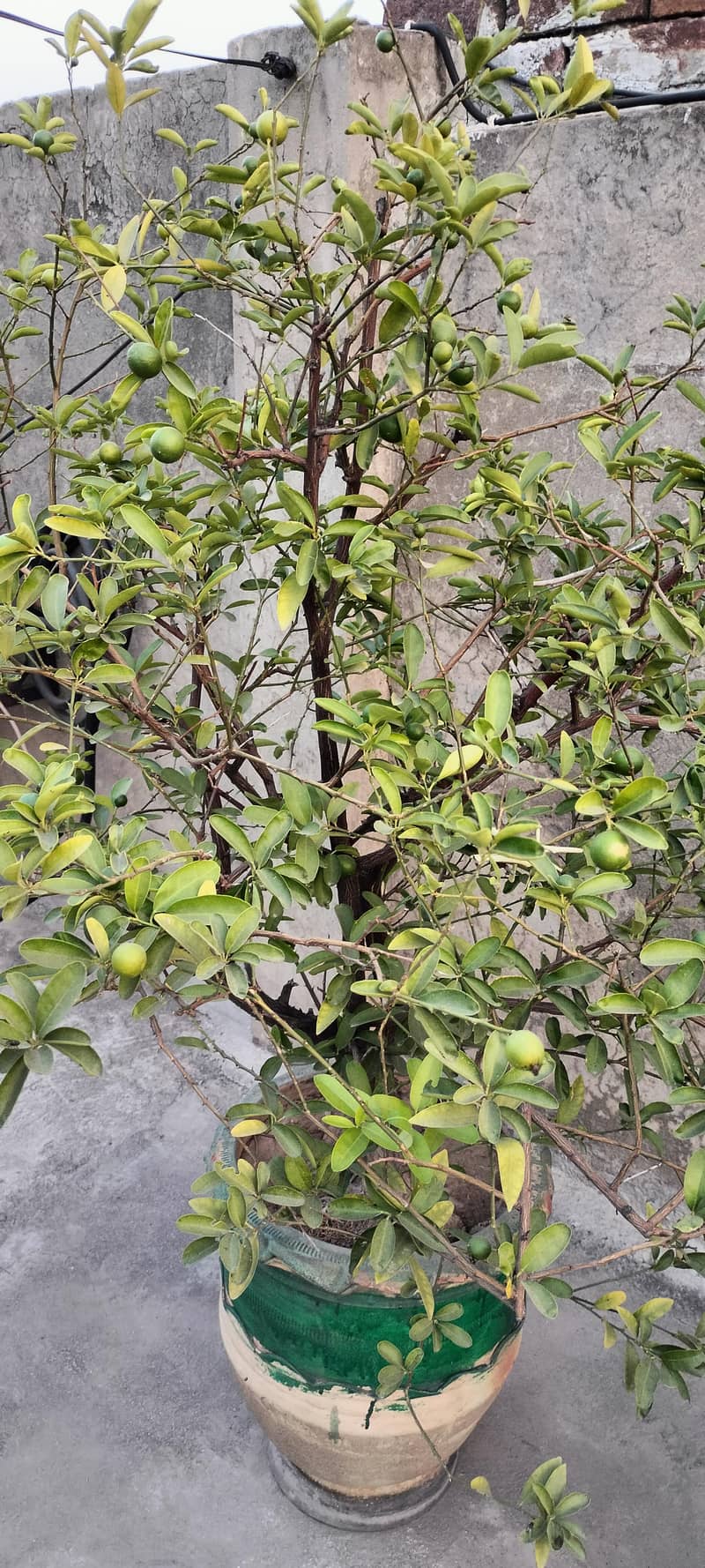 plants 0