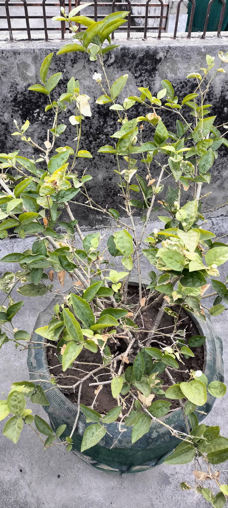plants 1
