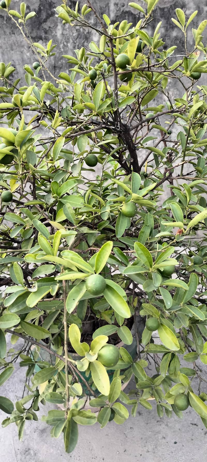 plants 2