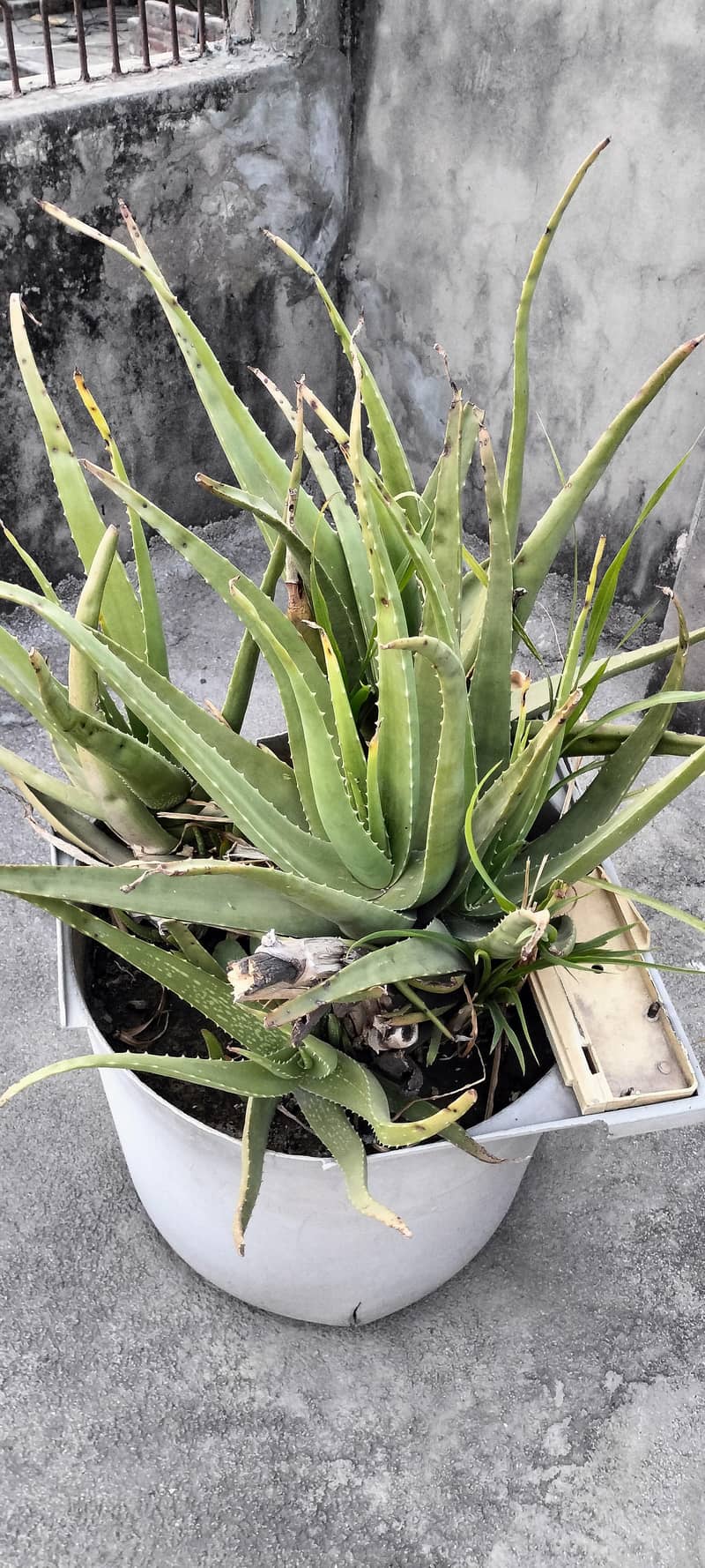 plants 3