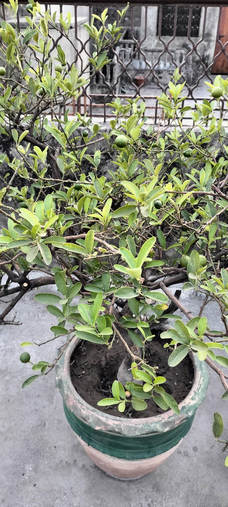 plants 4
