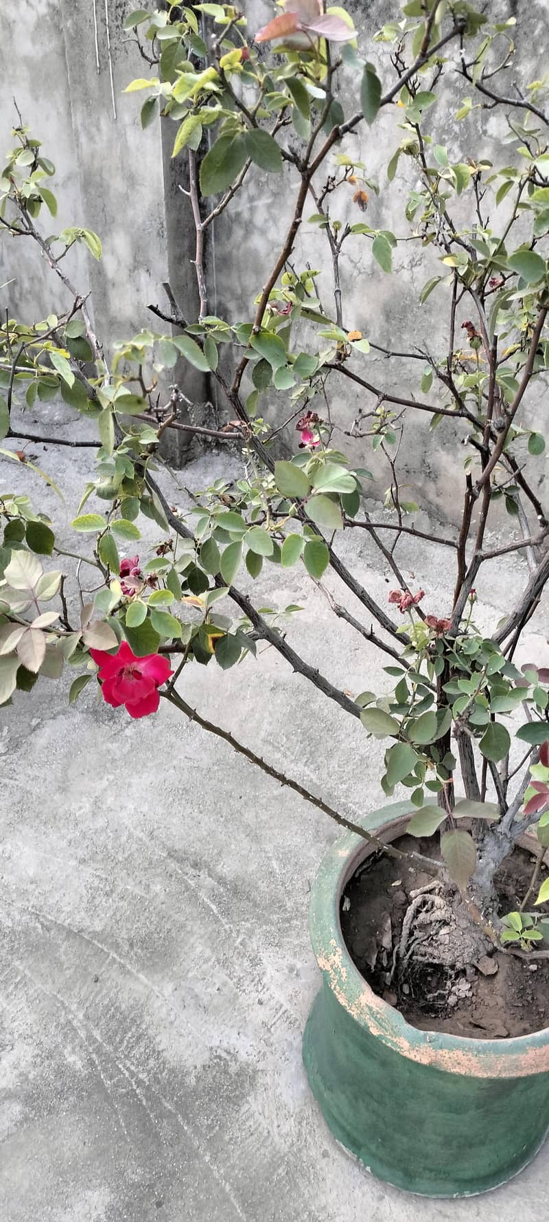 plants 5