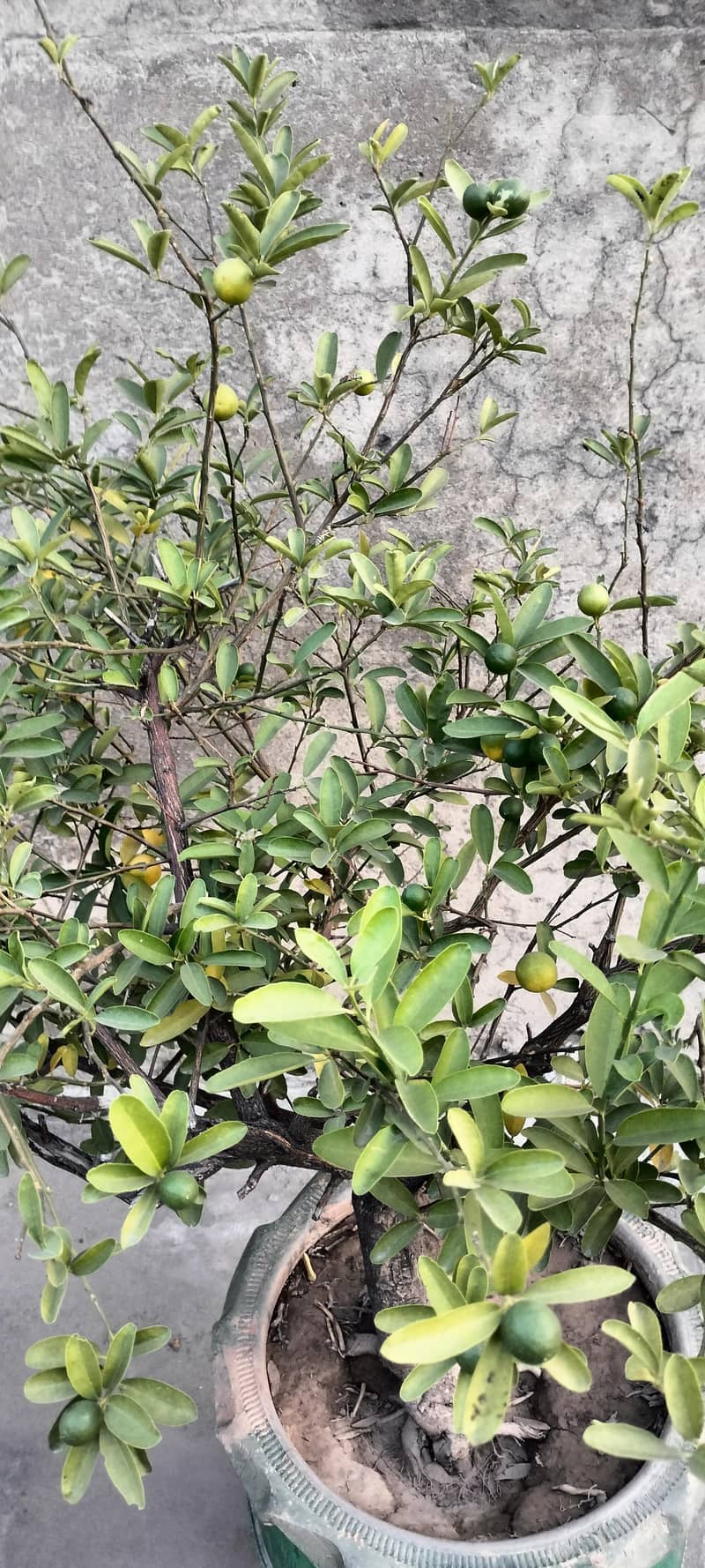 plants 6