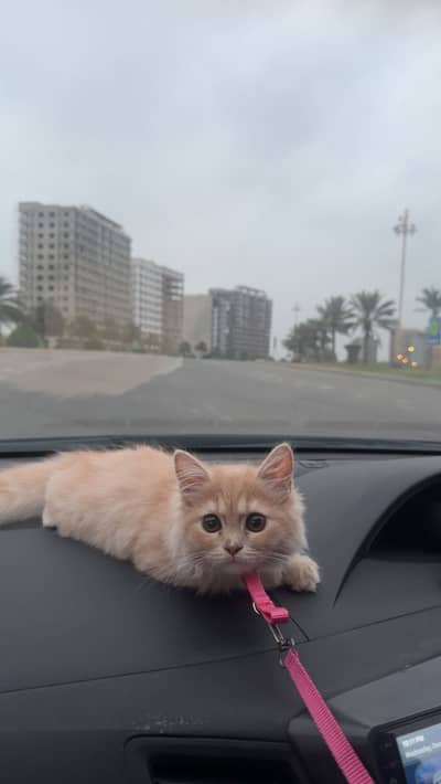 kitten for sale