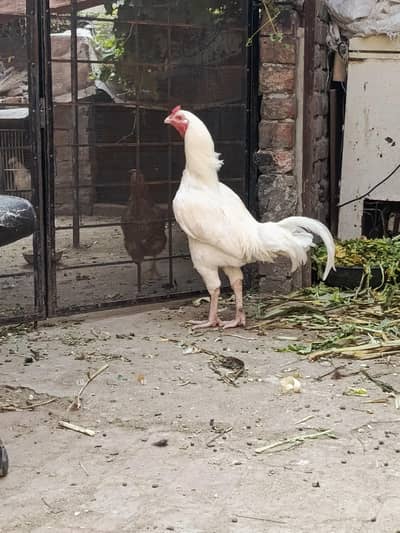 white aseel male black female pair
