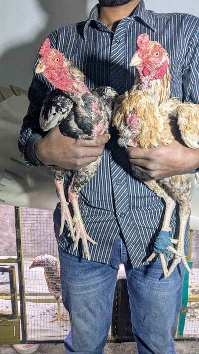2 male 1 female pure aseel pakistani 03054188446