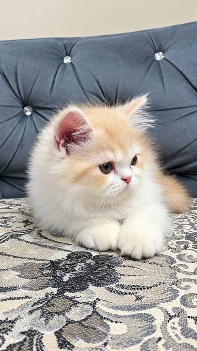 Male kitten for sale looking for a loving caring families