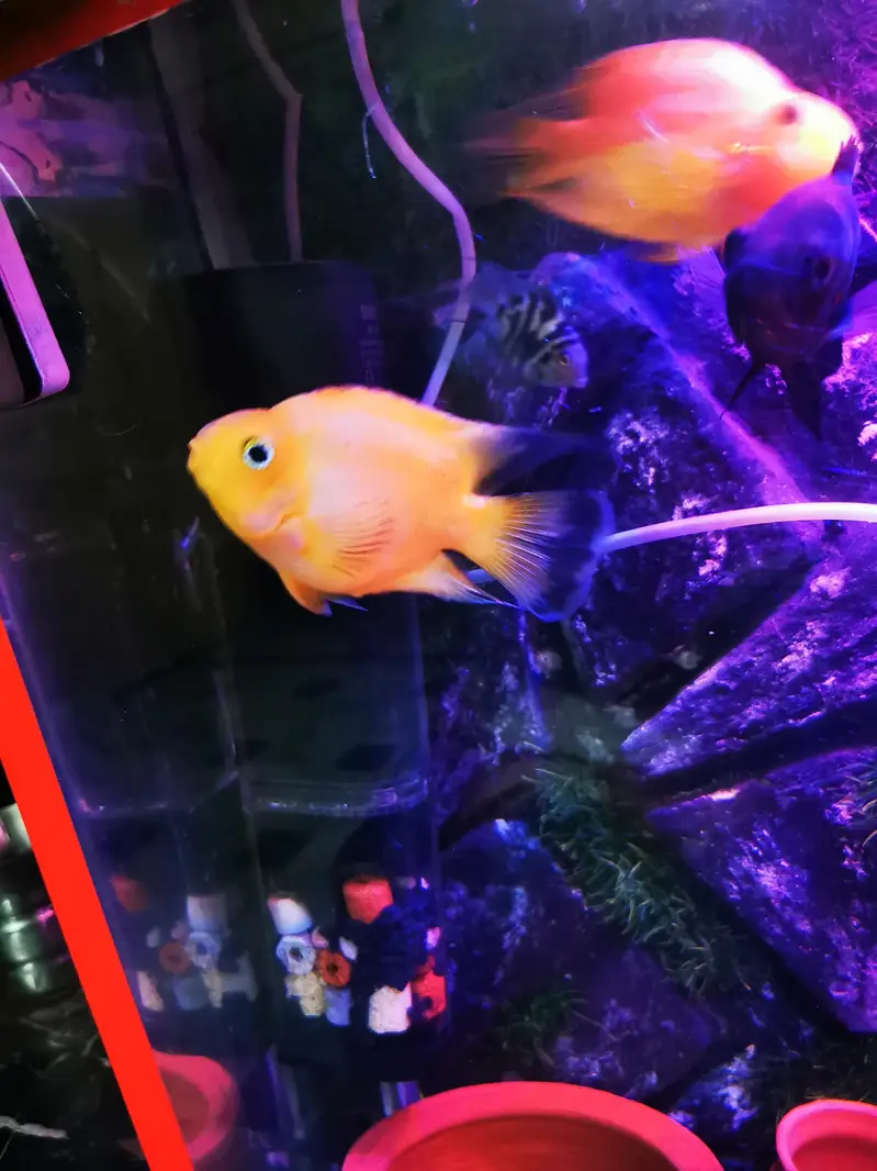 parrot kingkong oscar shark santa parrot — photo 4