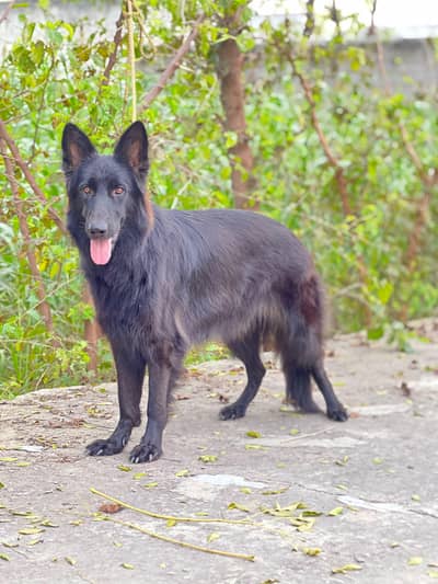 Black German non ped female available for sale