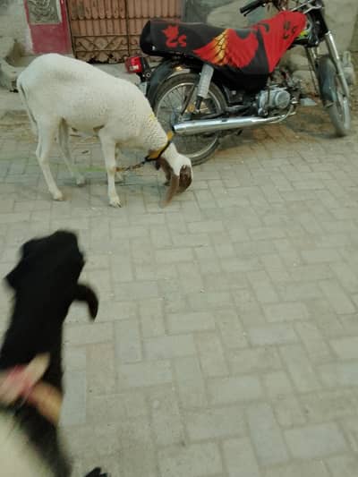 larkana breed
