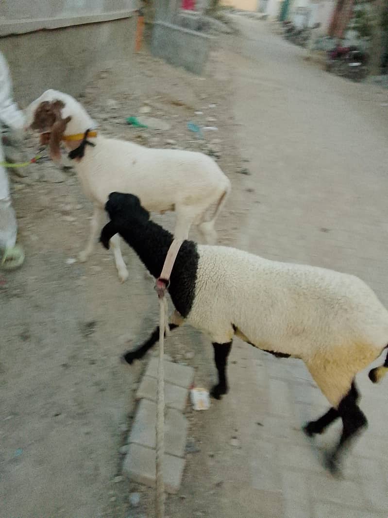 larkana breed 1