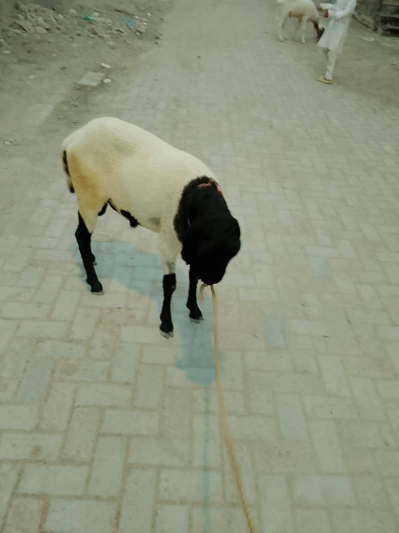 larkana breed 2