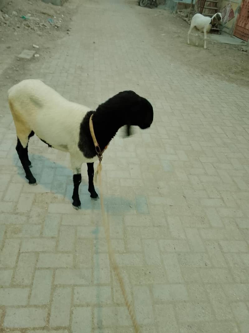 larkana breed 3