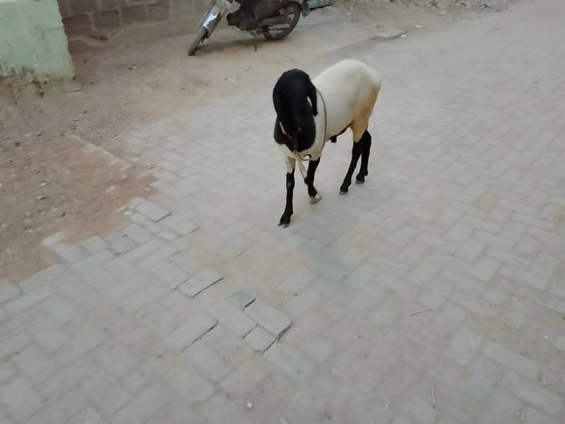 larkana breed 4