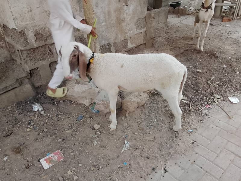 larkana breed 5