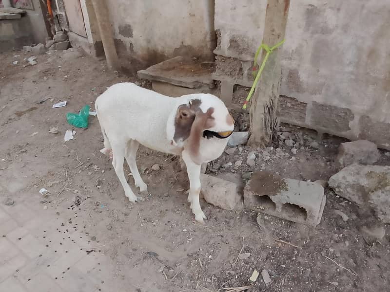 larkana breed 6