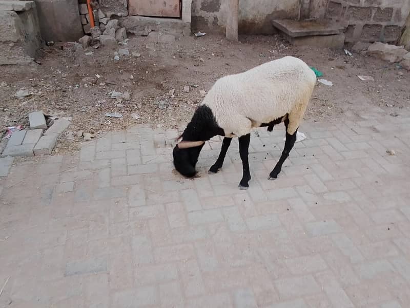 larkana breed 7
