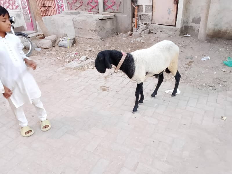larkana breed 8