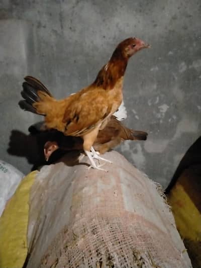 desi 5