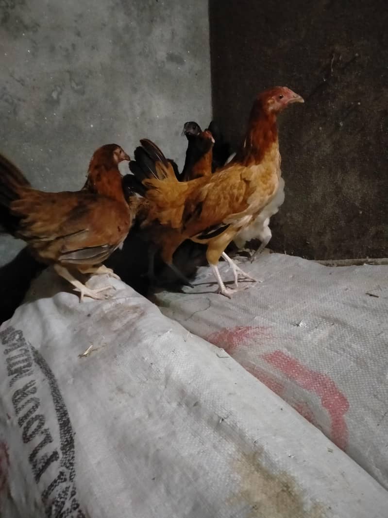desi 5 1