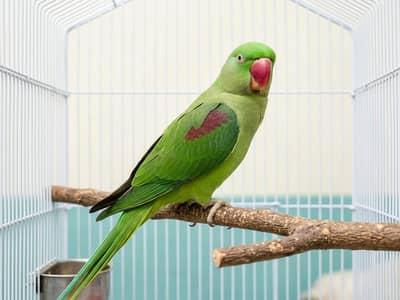 Kashmir raw parrots for sale  rate kam ho gai ga