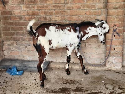 bakra dessi for kurbani.