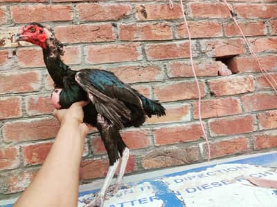 aseel thai burmi japanese female for sale egg laying