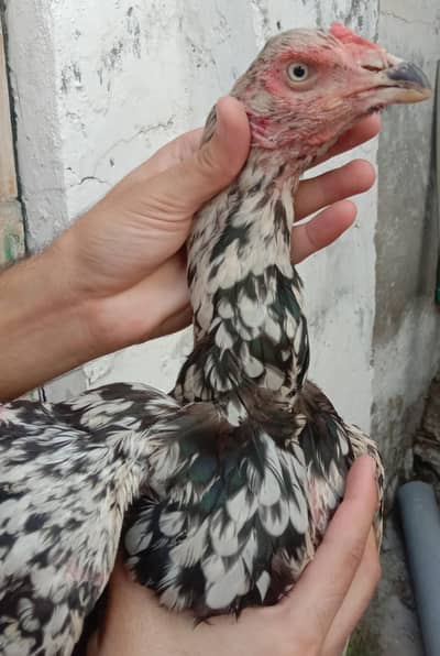 Cheena Madi for sale