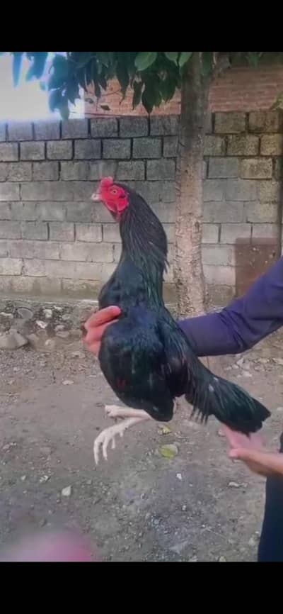Mianwali Quality Aseel